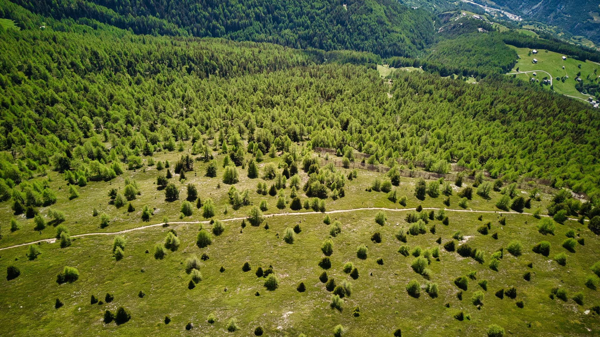Özel Ağaçlandırma Projesi